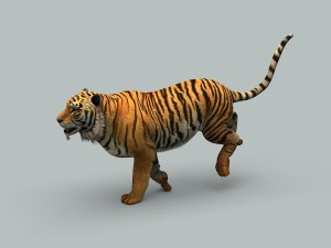 tiger 3D 모델