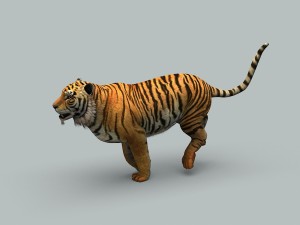 tiger 3D 모델