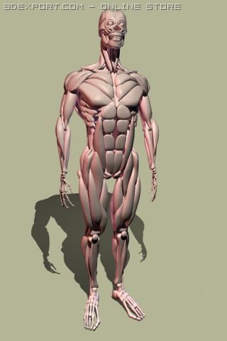 human muscle 3D 模型 .c4d .max .obj .3ds .fbx .stl .blend