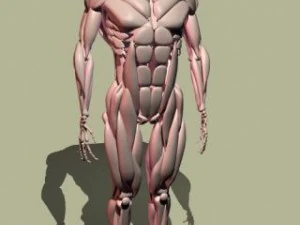 human muscle 3D Model