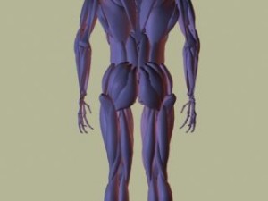 human muscle 3D 模型