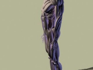 human muscle 3D 模型