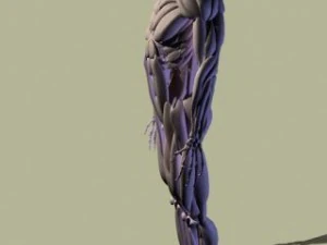 human muscle 3D Model