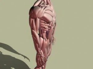 human muscle 3D Model