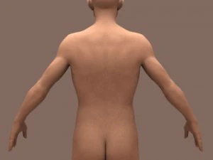 male body 01 3D Model