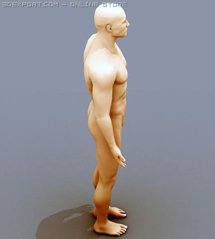 male body 02 3D Model .c4d .max .obj .3ds .fbx .stl .blend 