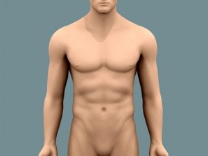 male body 02 3D Model
