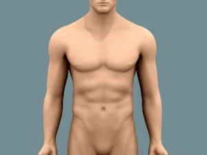male body 02 3D Model