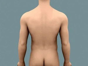 male body 02 3D Model