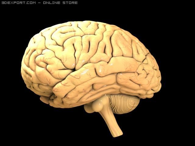brain Model 3D .c4d .max .obj .3ds .fbx .stl .blend 