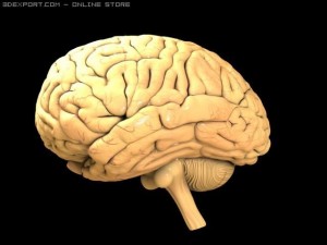 brain 3D-Modell