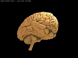 brain Model 3D