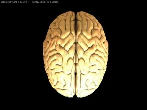 brain 3D Model