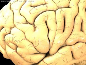 brain 3D Model