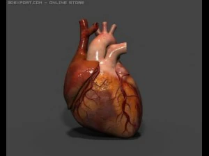 cora&ccedil;&atilde;o Modelo 3D