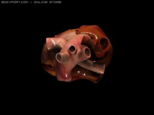 heart Model 3D