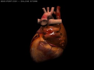 heart Model 3D