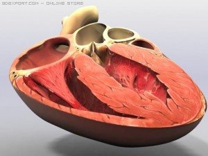 heart cross 3D मॉडल