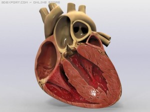 heart cross 3D मॉडल