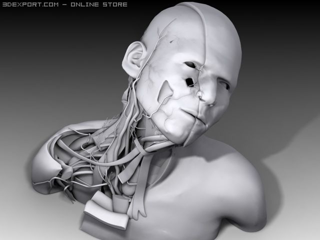 neck nerves 3D 模型 .c4d .max .obj .3ds .fbx .stl .blend 