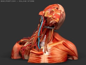 neck nerves 3D 模型
