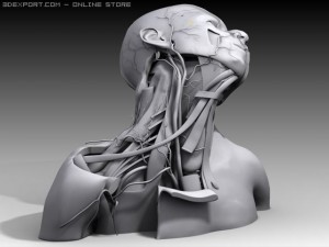 neck nerves 3D 模型