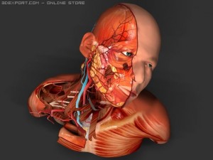 neck nerves 3D 模型