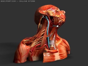 neck nerves 3D 模型