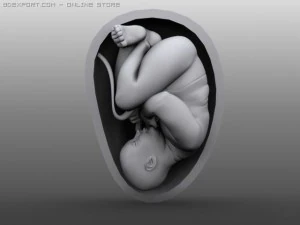 beb&ecirc; humano Modelo 3D