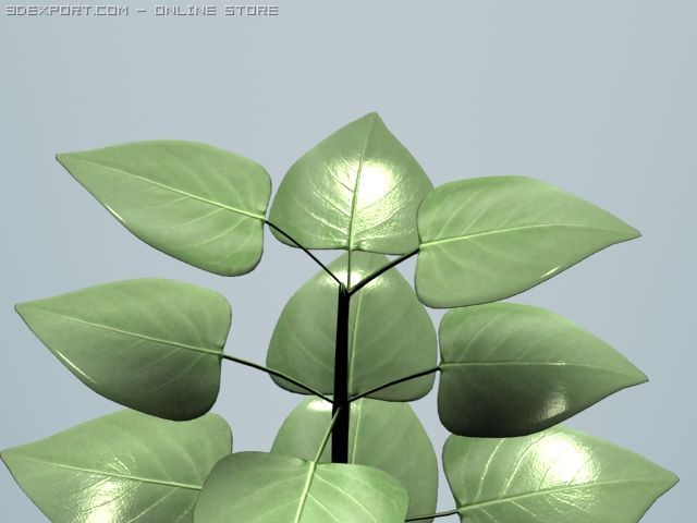 plant 3D 模型 .c4d .max .obj .3ds .fbx .stl .blend