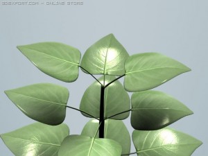 plant 3D Model