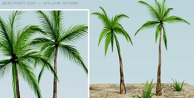 coconut tree 3D Model .c4d .max .obj .3ds .fbx .stl .blend 