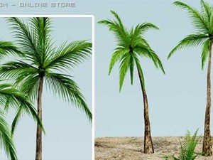coconut tree Model 3D