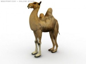 bactrian camel 3D Model