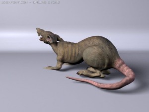 rat 3D मॉडल