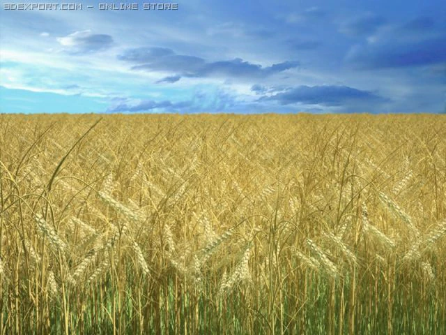 golden ear wheat 3D Model .c4d .max .obj .3ds .fbx .stl .blend 