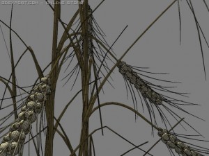 golden ear wheat 3D Модель