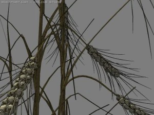golden ear wheat 3D Model