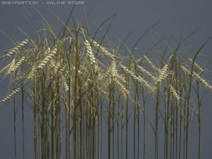 golden ear wheat 3D Модель