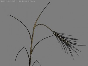 golden ear wheat 3D Модель