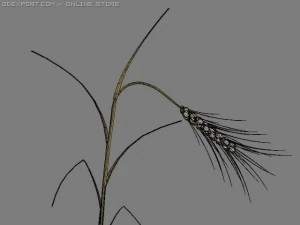 golden ear wheat 3D Model