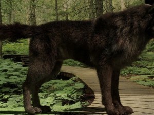wolf 3D Модель