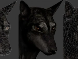 wolf 3D Model