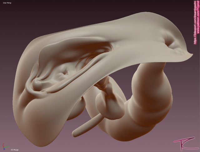 pussy 解剖 Realistic female genital pussy vagina - rouge model 低ポリ 3Dモデル