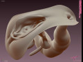 Realistic female genital pussy vagina - rouge model 3D Модель