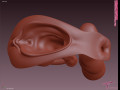 Realistic female genital pussy vagina - shade model 3D Модель