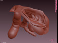Realistic female genital pussy vagina - blaze model 3D Модель