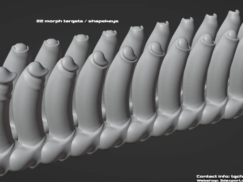 Next Generation Animated Penis Human Reproductive Organ Erect Flaccid 3D Model