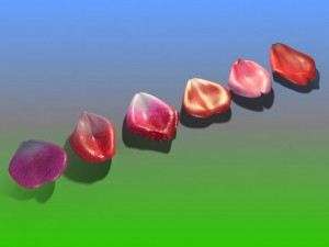 rose petals bud 3D Model