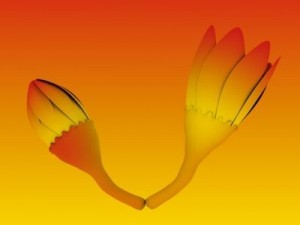 animated flower 3D Model